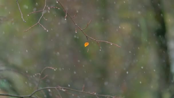Dia de outono com nevasca — Vídeo de Stock