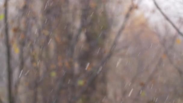 Journée froide d'automne avec chutes de neige — Video