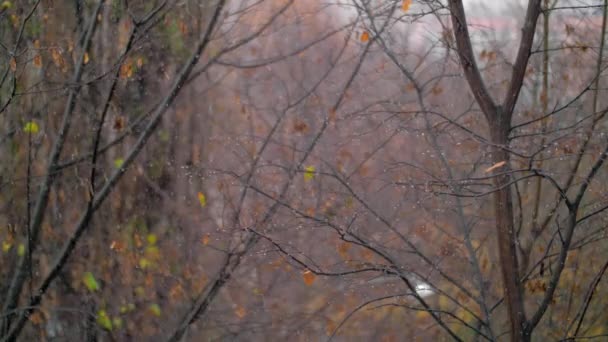 Árboles descoloridos y nevadas, escena de finales de otoño — Vídeo de stock