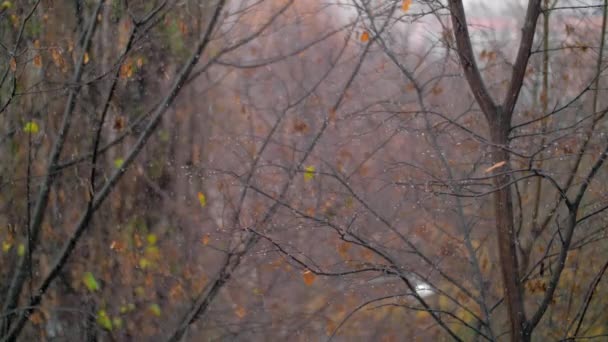 Arbres fanés et chutes de neige, scène de la fin de l'automne — Video