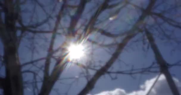 Ήλιος λάμπει στο γαλάζιο ουρανό, δείτε μέσα από το δέντρο. Ρετρό βίντεο — Αρχείο Βίντεο