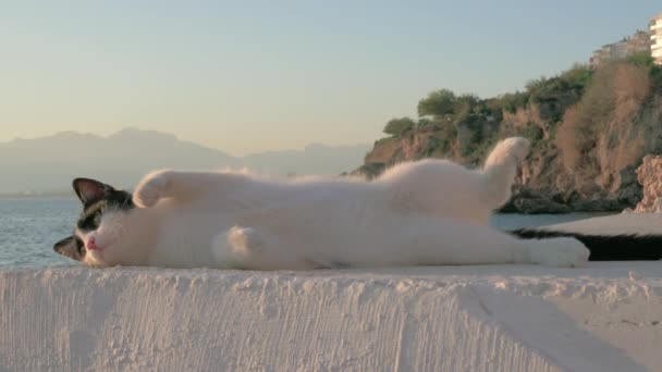 Чорно-білий кіт лежить біля скелястого моря — стокове відео