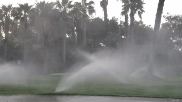 Irrigatie sprinklers bezig met een groen gazon met palmbomen erachter — Stockvideo