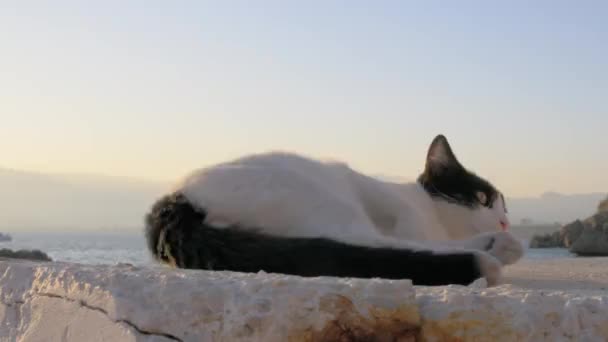 Besorgte streunende Katze im Freien — Stockvideo