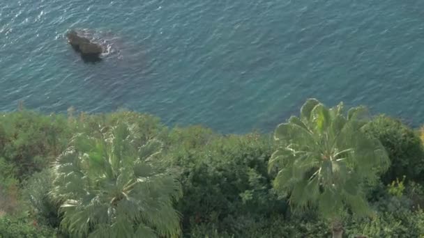 Zee en stenen onderwater. Groene palmen op de kust. Geschoten met polarisator — Stockvideo