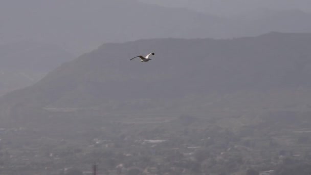 Şehrin üzerinde uçan martı — Stok video