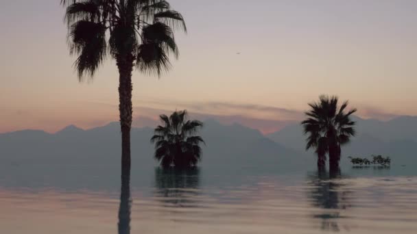 A reflective open pool limit in front of palm trees and mountain evening scenery — Stock Video