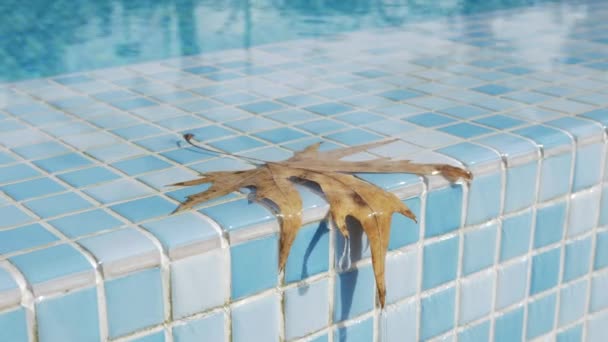 Um closeup de uma folha alaranjada molhada em uma borda da piscina — Vídeo de Stock