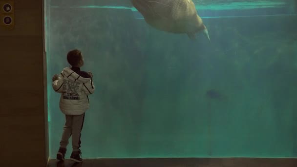 Bir deniz ayısı yüzme izlerken çocuk — Stok video