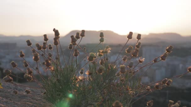 Un primer plano de una planta de montaña frente al panorama vespertino de Alicante — Vídeos de Stock