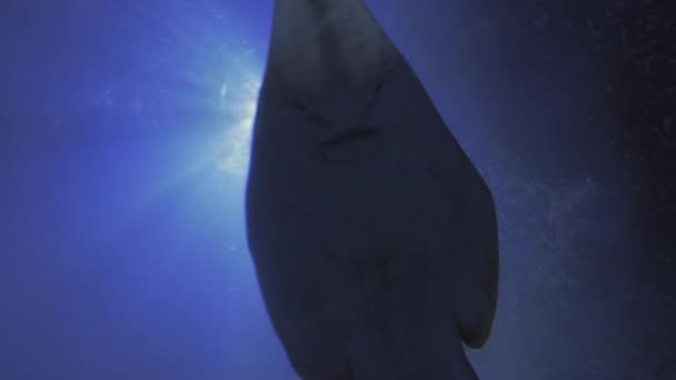 Sharks and stingrays from below with sun shining — Stock Video