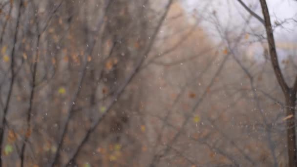 Первый снегопад поздней осенью — стоковое видео