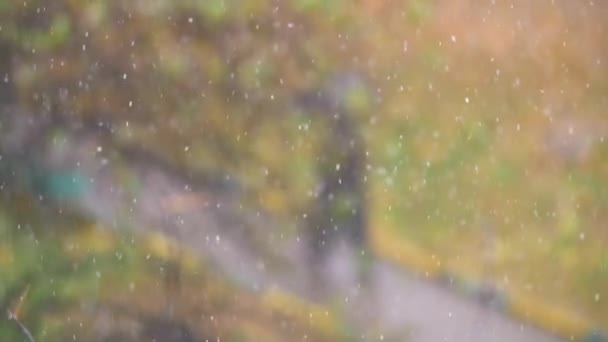 Neve caindo contra fundo de outono desfocado — Vídeo de Stock
