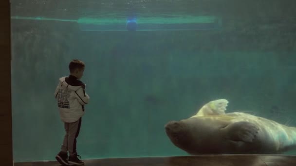 Barn titta på simning valross i oceanarium — Stockvideo