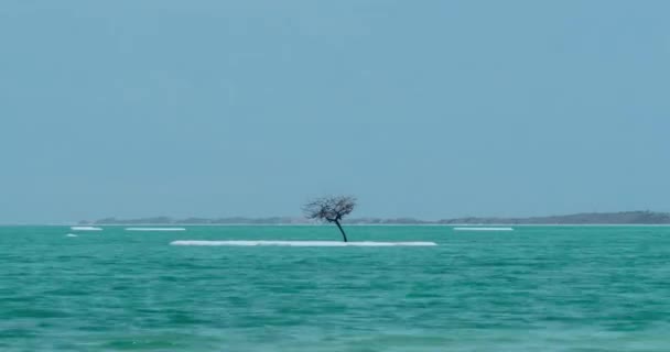 Timelapse de la escena del Mar Muerto con árbol desnudo en la isla salada — Vídeos de Stock