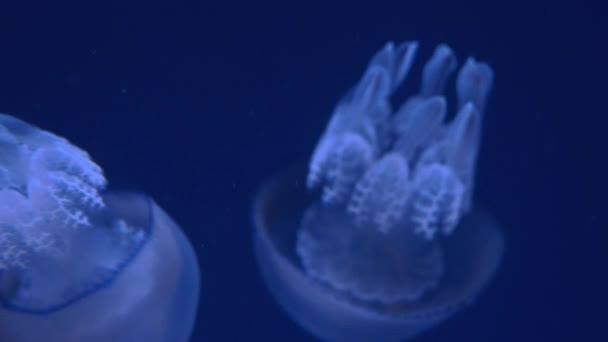 Medusas de barril nadando bajo el agua — Vídeo de stock