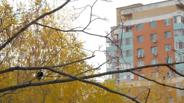 En slow motion om en kråka på ett träd på hösten — Stockvideo