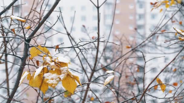 在几片干燥的叶子上有雪的树。冬天在城市 — 图库视频影像