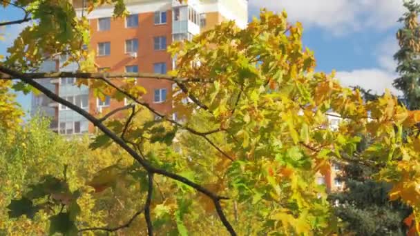 集合住宅と秋のカエデ — ストック動画