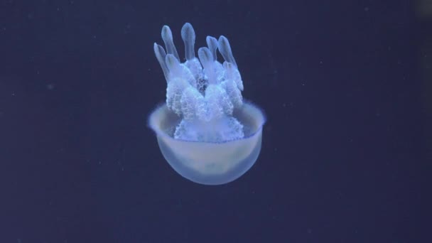 Underwater view of barrel jellyfish — Stok video