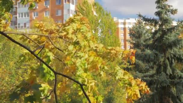 Herbst in der Stadt. gelbe Bäume zwischen den Häusern — Stockvideo