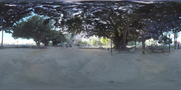 360 VR Canalejas Park with giant ficus trees in Alicante, Spain — Stock Video