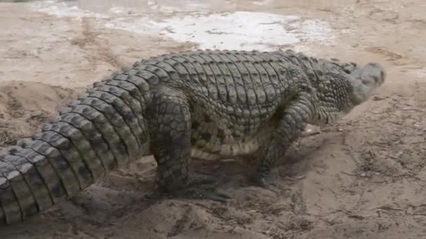 Stor krokodil som ligger på marken — Stockvideo