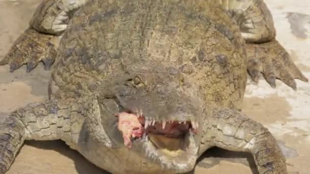 Большой крокодил с мясом в челюстях — стоковое видео