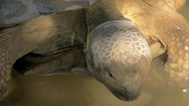 Duży żółw w wodzie — Wideo stockowe