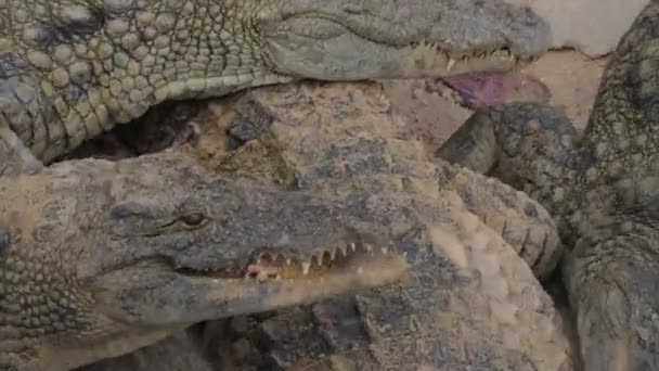 Крокодилы едят мясо — стоковое видео