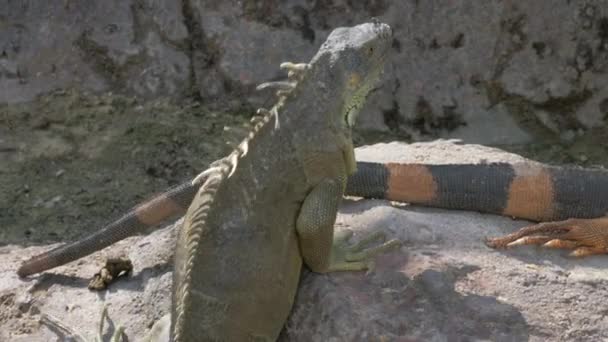 Iguana tomando el sol en la piedra — Vídeos de Stock