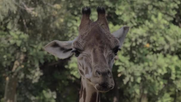 Giraff rengöring näsborrar med tungan — Stockvideo