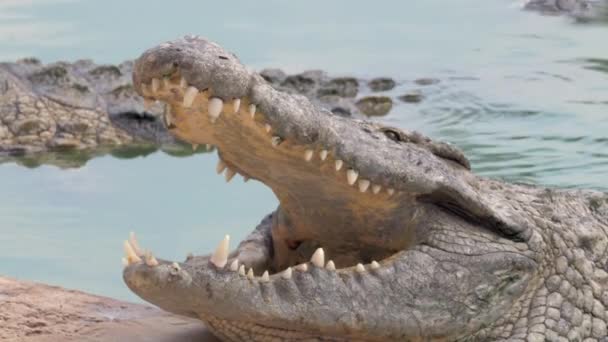 Open jaws of large crocodile in water — Stock Video