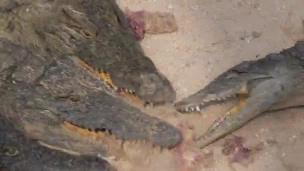 Crocodilos competindo por comida dentro do grupo — Vídeo de Stock