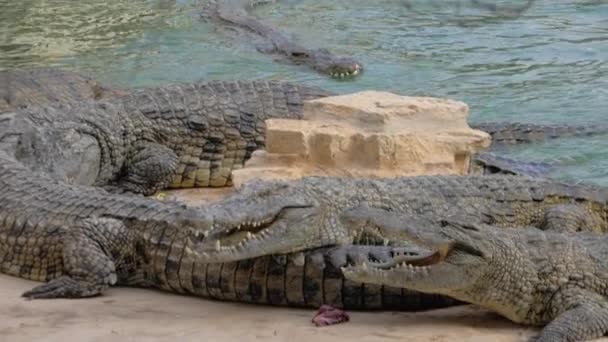 Krokodile im Zoo. Reptilien schwimmen und bekommen Futter — Stockvideo