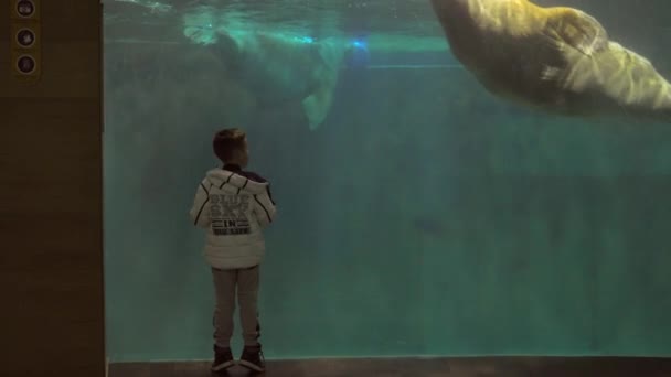 Дитина дивиться прогулянки в акваріумі — стокове відео