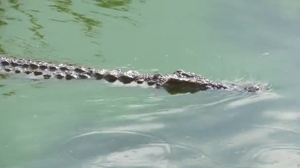 Крокодил плавает и наблюдает за своей добычей — стоковое видео