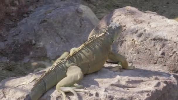 Green iguana searching for place to sunbathe — Stock Video