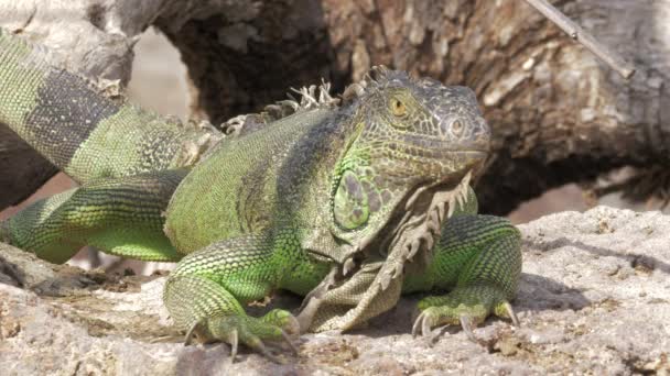 Iguana verde deitado ao sol — Vídeo de Stock