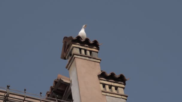 Una cámara lenta de una gaviota sentada en una vieja chimenea de Venecia — Vídeos de Stock