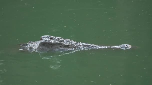 Een top van krokodillen hoofd over het groene water — Stockvideo