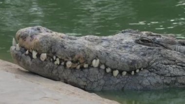 Su üzerinde büyük bir timsah lar nneout bir closeup