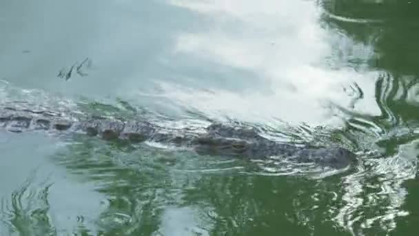 A crocodile slowly swimming in a bright green water — Stock Video