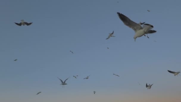 Létající racky proti večerní obloze — Stock video