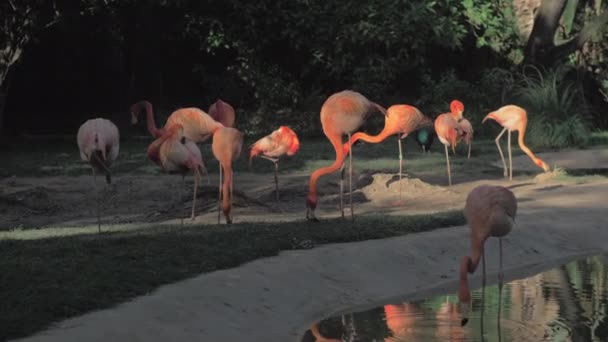 Flamants roses dans leur habitat 