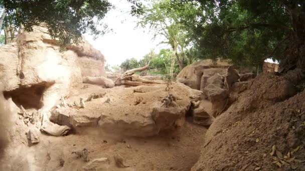 Familia Meerkats acelerar — Vídeos de Stock