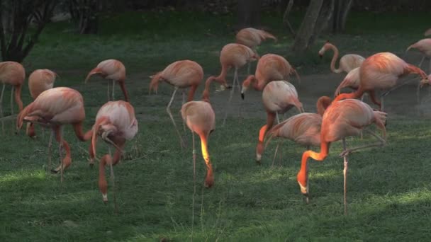 Group of flamingos eating — Stock Video