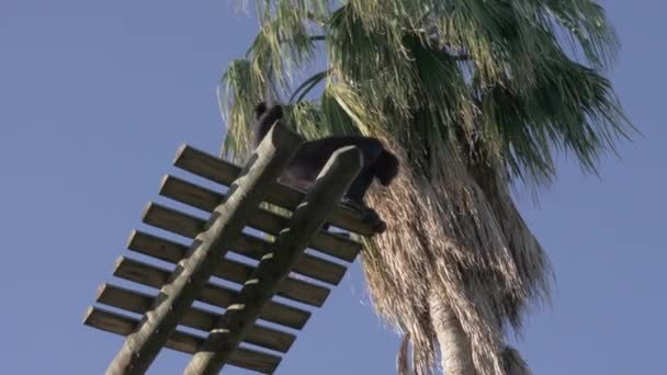 Monos araña negra en el Zoológico de Lisboa, Portugal — Vídeo de stock