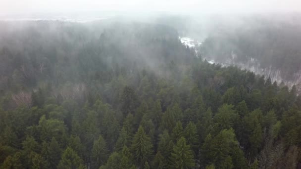 Foggy foresta di conifere in inverno, vista aerea — Video Stock