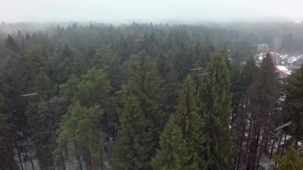 Inspection verticale des pins et des épicéas en cas de chute de neige — Video